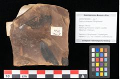 Foto (Objekt + Etikett) von Quercus palaeoilex Ettingshausen (NHMW-GEO-2024-0188-0884)